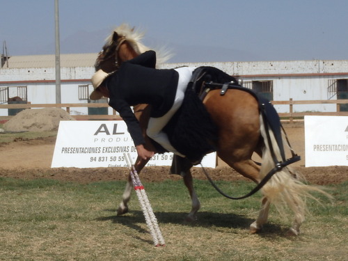 Peruvian Step Horse Show.